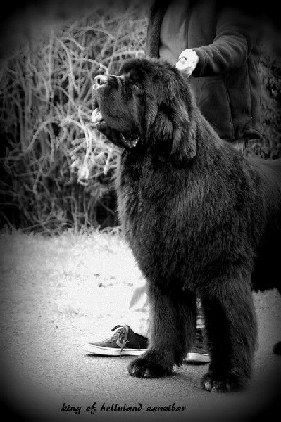 king of helluland Zanzibar