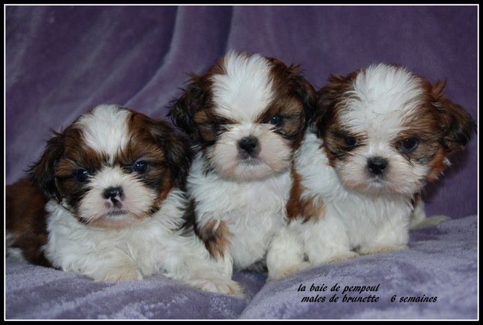 De la baie de pempoul - Shih Tzu - Portée née le 22/01/2015