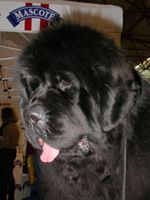 CH. Show De la baie de pempoul