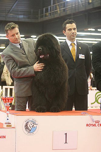 CH. Fairweather's I'm a believer dit mickael