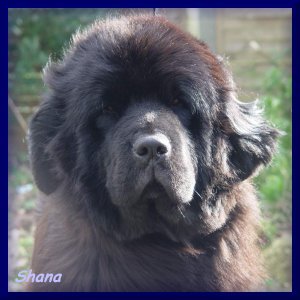 Shanna De la baie de pempoul