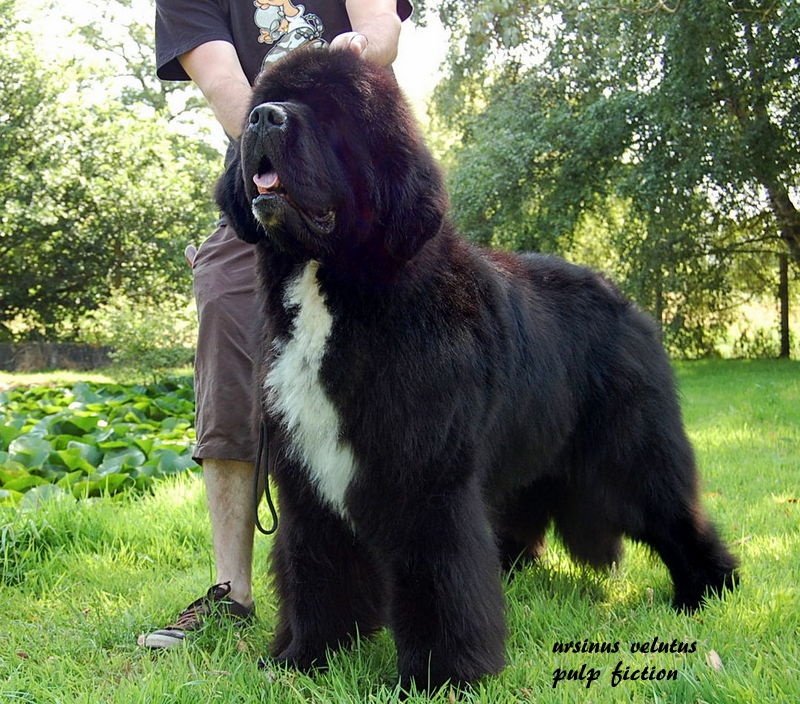 CH. ursinus velutus Pulp fiction