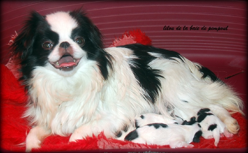 Lilou De la baie de pempoul