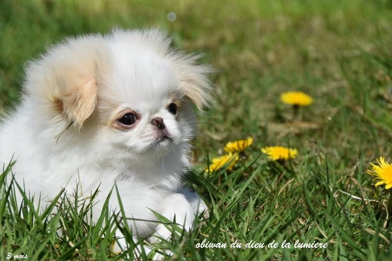 Obiwan-simsalachin du Dieu de la Lumiere