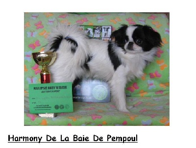 De la baie de pempoul - harmonie fait BEST PUPPY en pologne
