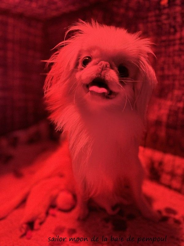 Des bébés a reserver !