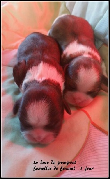 bébés de fenouil 2015