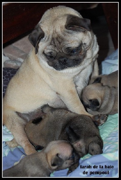 2015 bébés de farah et francky