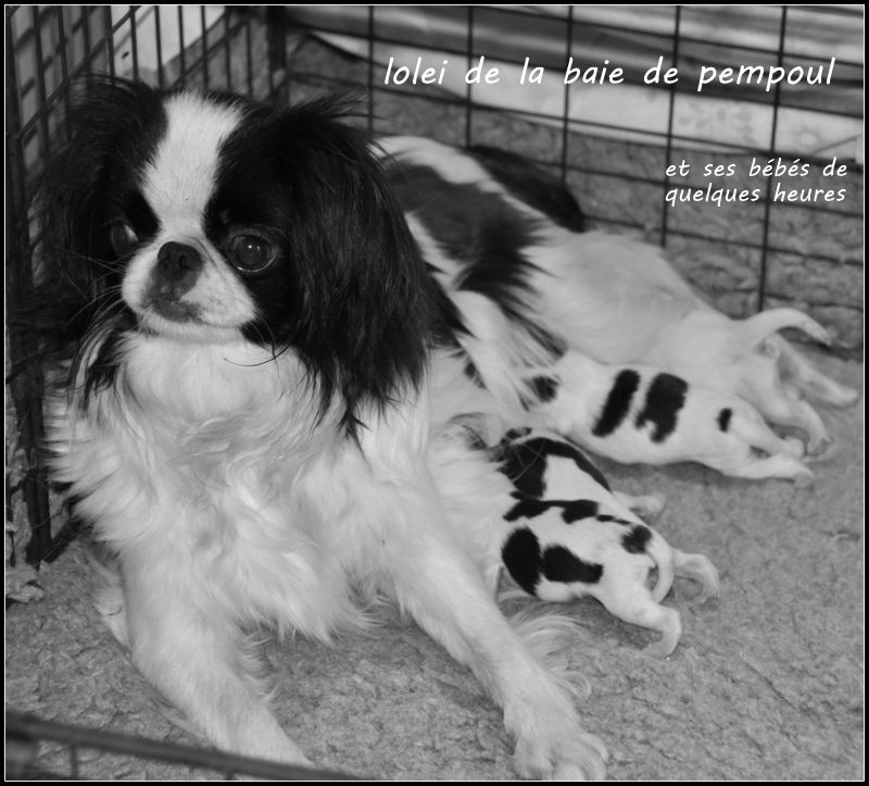 2019 lolei et akio