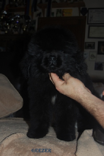 chiots 2/11/2011