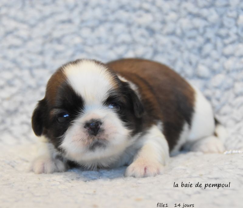 De la baie de pempoul - Chiots disponibles - Shih Tzu