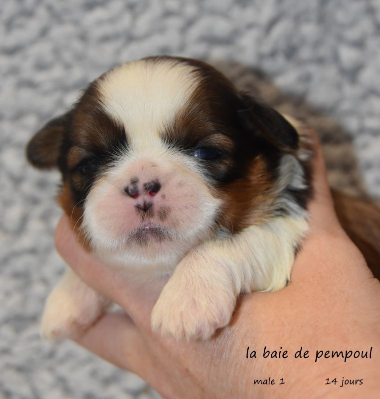De la baie de pempoul - Chiots disponibles - Shih Tzu