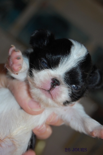 Chiot Epagneul Japonais De la baie de pempoul