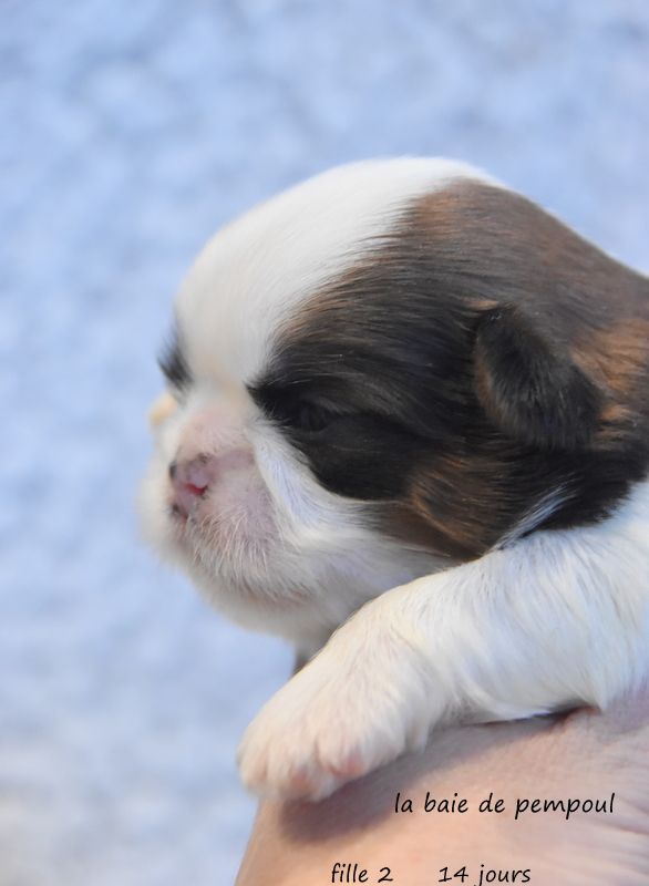 De la baie de pempoul - Chiots disponibles - Shih Tzu