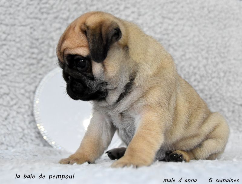 Chiot Carlin De la baie de pempoul