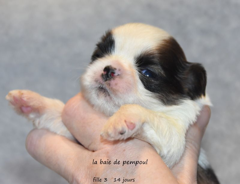 De la baie de pempoul - Chiots disponibles - Shih Tzu