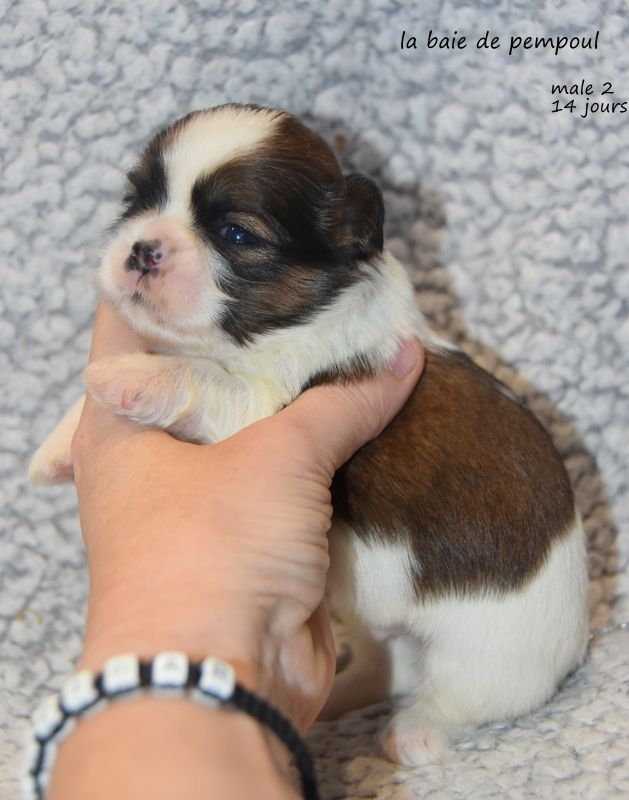 De la baie de pempoul - Chiots disponibles - Shih Tzu