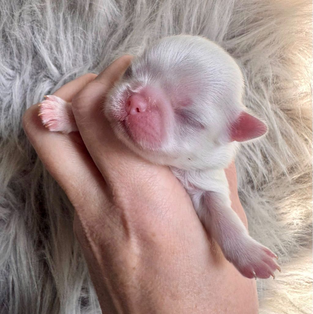 De la baie de pempoul - Chiots disponibles - Epagneul Japonais