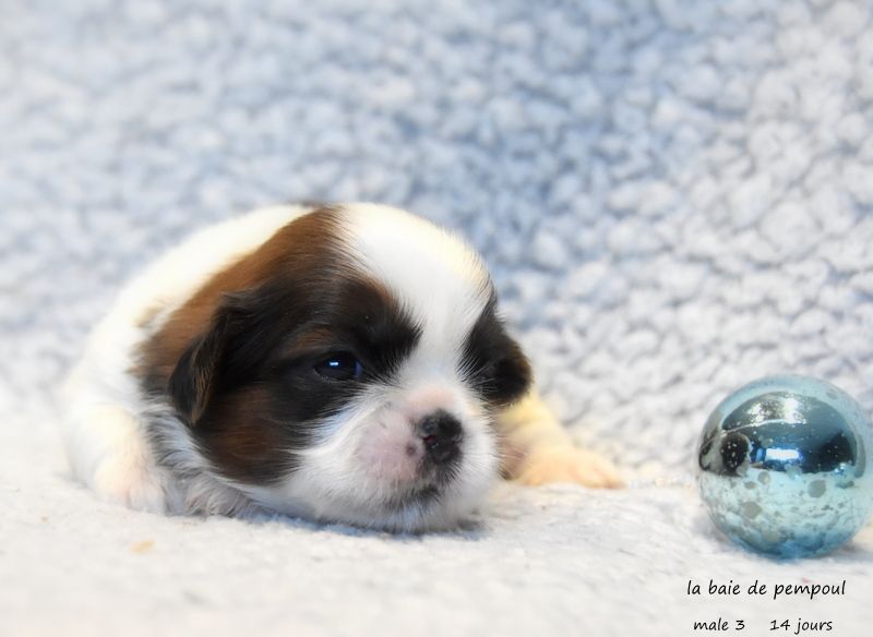 De la baie de pempoul - Chiots disponibles - Shih Tzu