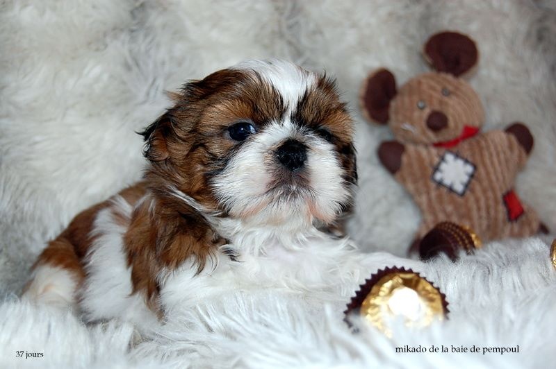 De la baie de pempoul - Shih Tzu - Portée née le 21/09/2016